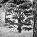 arbre jardin